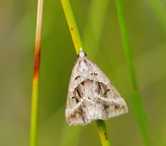 Dichromodes stilbiata