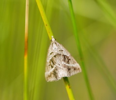 Dichromodes stilbiata