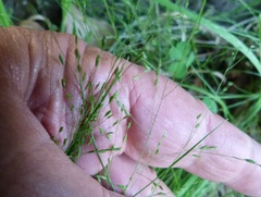 Poa imbecilla