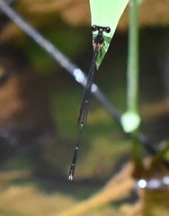 Prodasineura verticalis