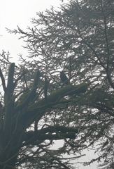 Turdus merula