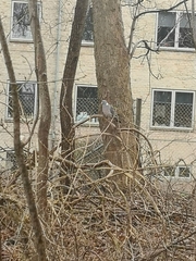 Columba palumbus