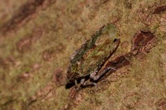 Errotasa neovalesiaca