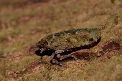 Errotasa neovalesiaca