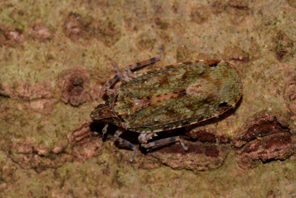 Errotasa