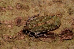 Errotasa neovalesiaca