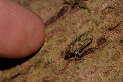 Errotasa neovalesiaca