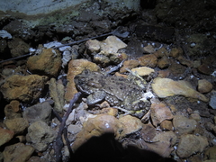 Vandijkophrynus angusticeps