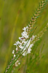 Epacris lanuginosa