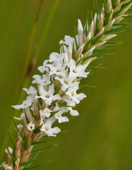 Epacris lanuginosa