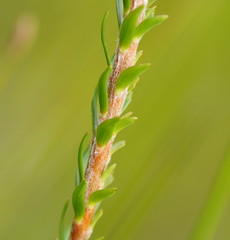 Epacris lanuginosa
