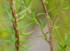 Epacris lanuginosa