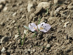 Colchicum triphyllum