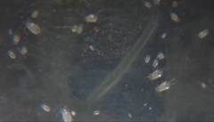 Tyrophagus putrescentiae