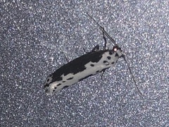 Ethmia semilugens