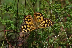 Heteronympha paradelpha