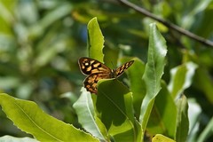Heteronympha paradelpha