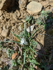 Colchicum triphyllum
