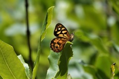 Heteronympha paradelpha