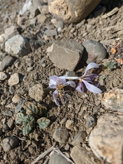 Colchicum triphyllum