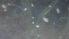 Tyrophagus putrescentiae