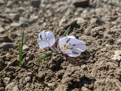 Colchicum triphyllum