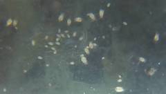 Tyrophagus putrescentiae