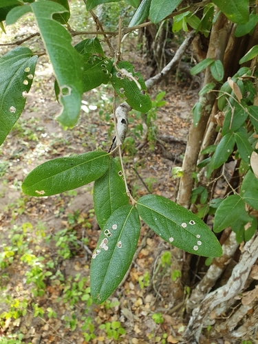 Malpighia cnide