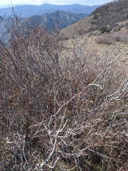 Spiraea hypericifolia