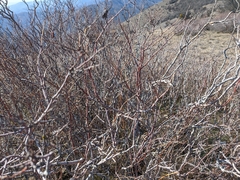 Spiraea hypericifolia