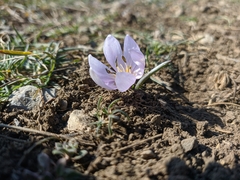 Colchicum triphyllum