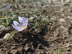 Colchicum triphyllum