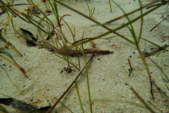 Pugnaso curtirostris