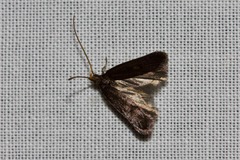 Lecithocera terrigena