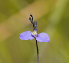 Comesperma defoliatum