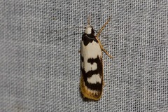 Eulechria sigmophora