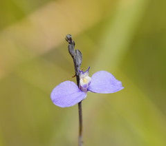 Comesperma defoliatum
