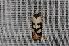Eulechria sigmophora