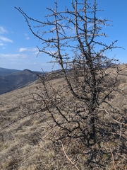 Pyrus elaeagrifolia