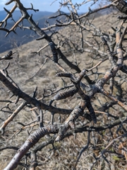 Pyrus elaeagrifolia