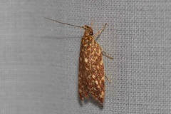 Syringoseca rhodoxantha