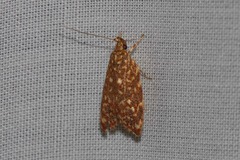 Syringoseca rhodoxantha