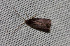 Lecithocera terrigena