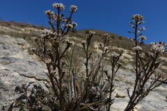 Lepidium sisymbrioides