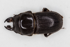 Lissotes obtusatus