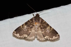 Mormoscopa sordescens