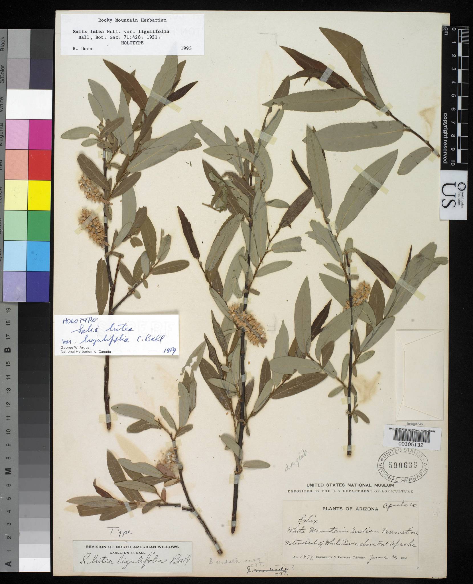 Salix ligulifolia