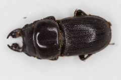 Lissotes obtusatus