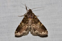 Mormoscopa sordescens