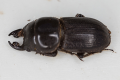 Lissotes obtusatus